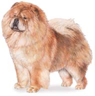 Exemplo: Chow Chow.