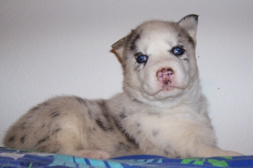 Exemplo de filhote de Husky Siberiano "blue merle", publicado em sites de venda de filhotes nos EUA.Notem a falta de pigmentação na trufa (nariz).